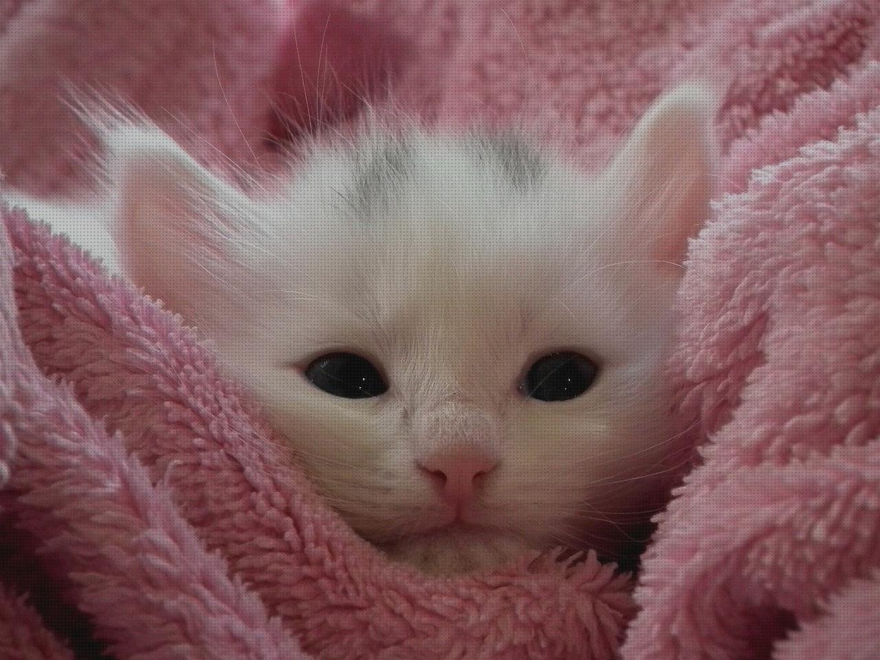 Las mejores marcas de colchas colchón edredones gatos