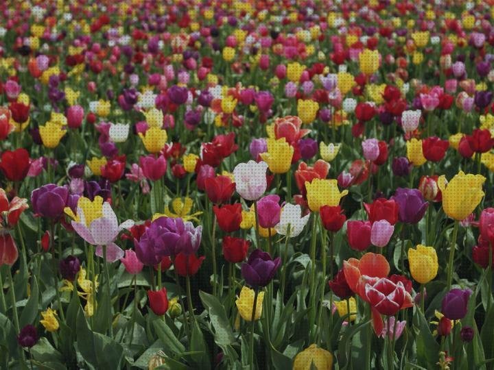 Las mejores colchones flex tulipanes